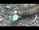 毛虫を眺めるだけ