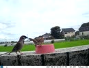 トレイルカメラで雀撮ってみた　20210807_02