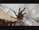 [餌はゴキブリ]タランチュラ飼育日記その２６８[食べると嬉しい］