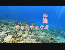 チョウチョウオ・慶良間諸島