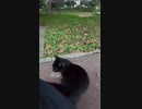 悪質な当たり屋#Shorts 【野良猫】【感動猫】