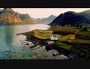 Norwegian Forest