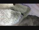 【こまる】もぞもぞ【バスタオル】