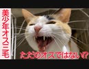 美少年オス三毛猫、ただのオス猫ではない可能性が…!?