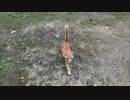 1ヶ月通えば野良子猫も寄ってくるという記録