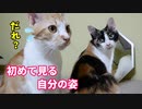 初めての鏡「新しい友達が出来ました…」【アメショっぽい茶白猫とスコティっぽい三毛猫】