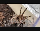 [酩酊の末]タランチュラ飼育日記その２６９[ウェカピポを歌う男］