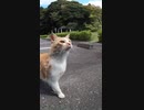 私の車に来る珍客#Shorts 【野良猫】【感動猫】