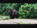 2021/08/04放送【124日目 北海道 厚岸郡浜中町アゼチの岬 早朝 あずにゃんぽ（猫散歩）】北海道全市町村制覇するまで帰れまてん！　猫と車中泊の旅　日本縦断【旅猫あずき～保護猫から旅猫へ～】