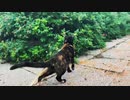 2021/08/04放送【124日目 北海道 厚岸郡浜中町アゼチの岬 夕方 あずにゃんぽ（猫散歩）】北海道全市町村制覇するまで帰れまてん！　猫と車中泊の旅　日本縦断【旅猫あずき～保護猫から旅猫へ～】