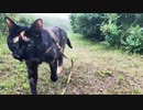 2021/08/05放送【125日目 北海道 厚岸郡浜中町アゼチの岬 早朝 あずにゃんぽ（猫散歩）】北海道全市町村制覇するまで帰れまてん！　猫と車中泊の旅　日本縦断【旅猫あずき～保護猫から旅猫へ～】