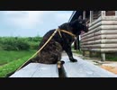 2021/08/05放送【125日目 北海道 厚岸郡浜中町アゼチの岬 夕方 あずにゃんぽ（猫散歩）】北海道全市町村制覇するまで帰れまてん！　猫と車中泊の旅　日本縦断【旅猫あずき～保護猫から旅猫へ～】