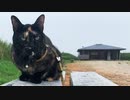 2021/08/06放送【126日目 北海道 厚岸郡浜中町アゼチの岬 昼の あずにゃんぽ（猫散歩）】北海道全市町村制覇するまで帰れまてん！　猫と車中泊の旅　日本縦断【旅猫あずき～保護猫から旅猫へ～】