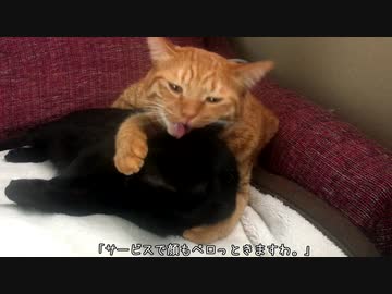 ペロリスト（猫）