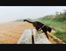 2021/08/07放送【127日目 北海道 厚岸郡浜中町アゼチの岬 昼の あずにゃんぽ（猫散歩）】北海道全市町村制覇するまで帰れまてん！　猫と車中泊の旅　日本縦断【旅猫あずき～保護猫から旅猫へ～】