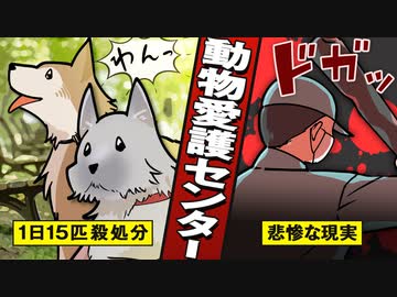 人気の 動物愛護団体 動画 62本 ニコニコ動画