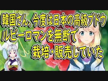 韓国「先進国の立場で大目に見てほしい！」韓国がまた無断で日本の高級ブドウを栽培・販売していた事が判明！【世界の〇〇にゅーす】