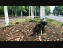 2021/08/09放送【129日目 北海道 弟子屈町 夕方 あずにゃんぽ（猫散歩）】北海道全市町村制覇するまで帰れまてん！　猫と車中泊の旅　日本縦断【旅猫あずき～保護猫から旅猫へ～】