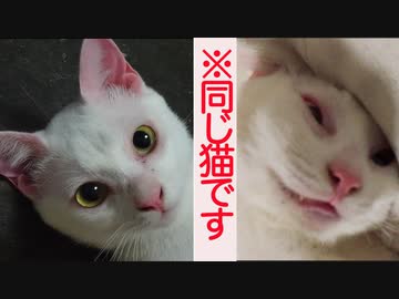 珍妙なウチューネコチャン、シャンプーしたら別猫になる