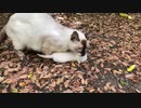 野良猫一家と一緒にいた猫が白い物体を咥えていた