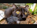 漁港の街で見掛けた黒猫の子猫、警戒しながらも興味ありそうでカワイイ