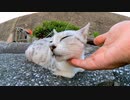 防波堤にいた猫を撫でる喜んで足踏みしだしてカワイイ