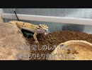 [フォトナって]タランチュラ飼育日記その２７０[面白いよね］