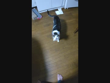 ビビさんのおねだり