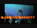地上は暑いけど海の中はどう？【タートルトーク】東京ディズニーシー