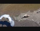 カルガモ親子VSアオサギ