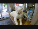 フェリー乗り場で始発便の前に行われる猫の朝礼、ボス白猫はカウンターの上です