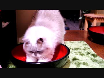 むちむちボディーをねじ込みたい