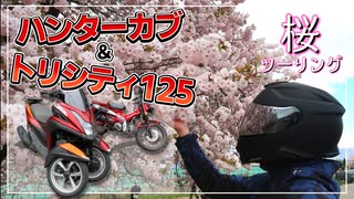 【ゆっくり車載】夏だから桜見て涼しくなろうぜ！【ツーリング】