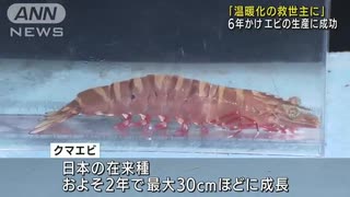 温暖化の救世主に・・・暖かい海に適したエビ生産に成功