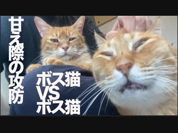 ボス猫vsボス猫、甘え際の攻防戦