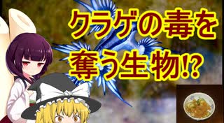 [クラゲの毒を奪う生物]VOICEROID毒性生物解説