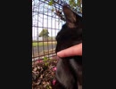 野良猫にある匂いを嗅がせたら・・？#Shorts 【野良猫】【感動猫】