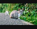 道端に野良猫の親子がいたのでバイクを停めて近づいてみた