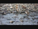 スズメの水浴び4K