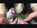 キュウリを持って荒ぶる文鳥
