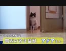 徹子の部屋に保護猫を出演させてみた【ラグドール】