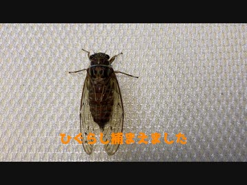 【虫注意】ひぐらし捕まえました