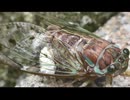 セミヤドリガを眺めるだけ