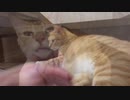 戸惑いながら撫でられる猫