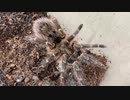 [フォトナにハマった]タランチュラ飼育日記その２７２[定期］