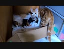 シーツ替えすると赤ちゃんを守る母猫【生後3日目-4 五匹の子猫 授乳中】～ 保護猫の出産・育児 ～