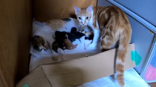 シーツ替えすると赤ちゃんを守る母猫【生後3日目-4 五匹の子猫 授乳中】～ 保護猫の出産・育児 ～