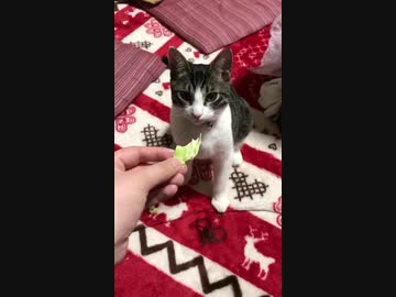 福さんのお食事