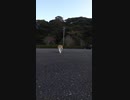 全力で「ごちそうさまでした」を伝える野良猫#Shorts 【野良猫】【感動猫】