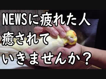 25歳のインコさん。台風でも元気です！
